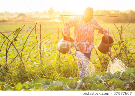 Thai farmer or gardener watering in vegetable farm with watering can and view of sunset effect background Thai farmer or gardener watering in vegetable farm with watering can and view of sunset effect background 37977607