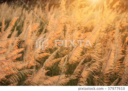 Beautiful white grass flower in sunset time Beautiful white grass flower in sunset time 37977610