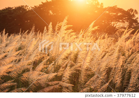 Beautiful white grass flower in sunset time Beautiful white grass flower in sunset time 37977612