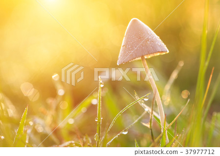 Small rotten mushroom on the green field in the morning time. With sunlight and lens flare effect 37977712