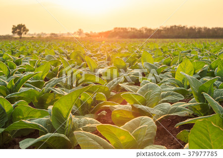 Young green tobacco plant in field at Sukhothai province northern of Thailand 37977785