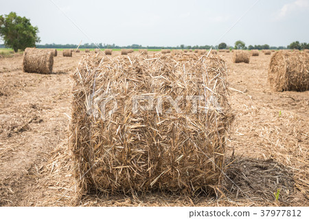 Roll of brown dry sugarcane leaf at the field 37977812