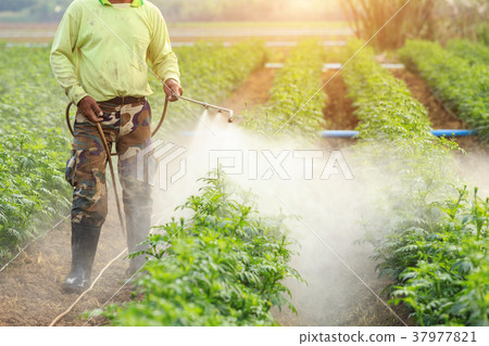 Local Thai farmer or gardener spraying chemical in Marigold flower field at northern of Thailand Local Thai farmer or gardener spraying chemical in Marigold flower field at northern of Thailand 37977821
