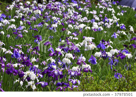 Heian Jingu Shrine Shrine iris Heian Jingu Shrine Shrine iris 37978501
