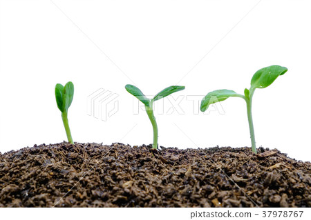 Sprout growing from soil on white background Sprout growing from soil on white background 37978767