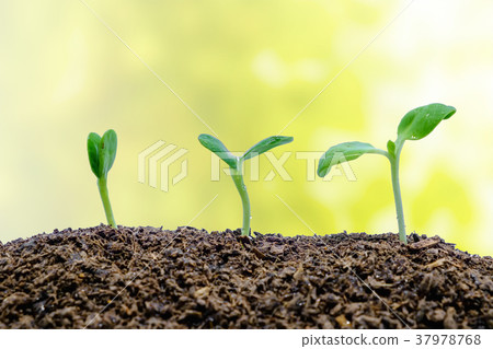 Sprout growing from soil on natural background Sprout growing from soil on natural background 37978768