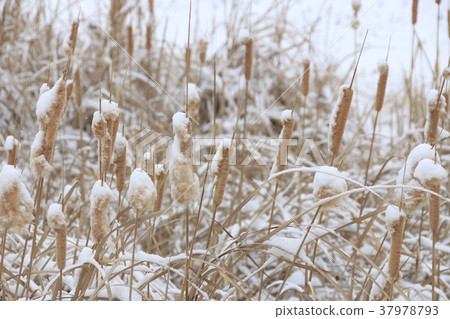 Spikelet in a snowy country 37978793