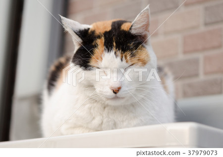 A three-eyed cat that sleeps on the outdoor unit of the air conditioner A three-eyed cat that sleeps on the outdoor unit of the air conditioner 37979073