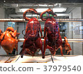 Peking duck 37979540