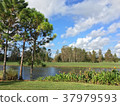 Pond, trees and blue sky 37979593