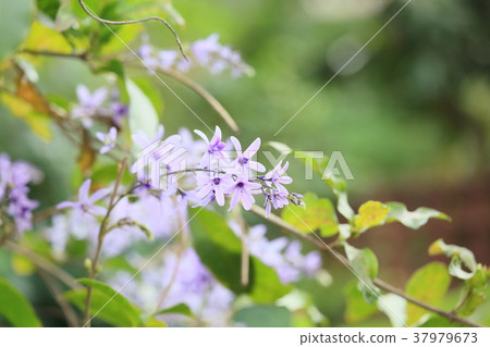 Murasaki Tsukubane Kazura's Flower Murasaki Tsukubane Kazura's Flower 37979673