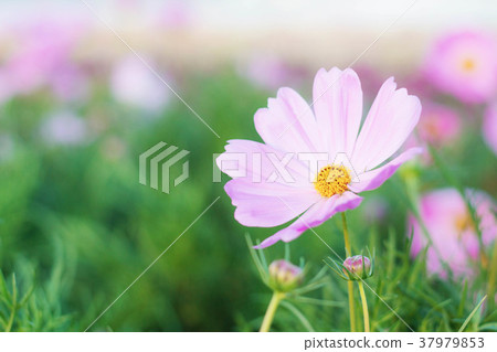 cosmos with morning of sunlight. 37979853