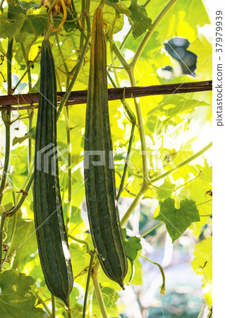 zucchini square in countryside. 37979939