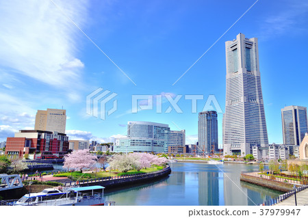 Somei Yoshino blooming in full bloom with a train road Somei Yoshino blooming in full bloom with a train road 37979947