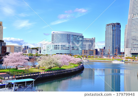 Somei Yoshino blooming in full bloom with a train road Somei Yoshino blooming in full bloom with a train road 37979948
