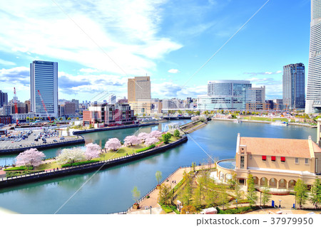 Somei Yoshino blooming in full bloom with a train road Somei Yoshino blooming in full bloom with a train road 37979950