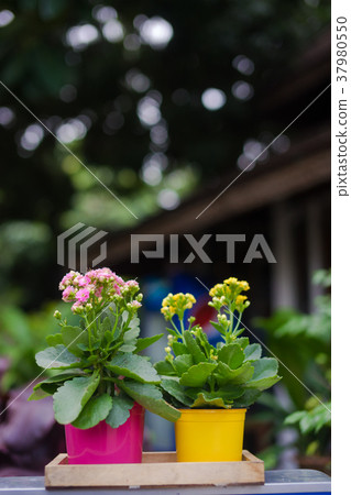 plant in colorful pot 37980550