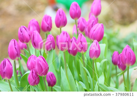 Pink tulip Pink tulip 37980611