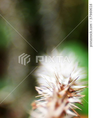 crown of thorns pot plant blur, selective focus crown of thorns pot plant blur, selective focus 37980618