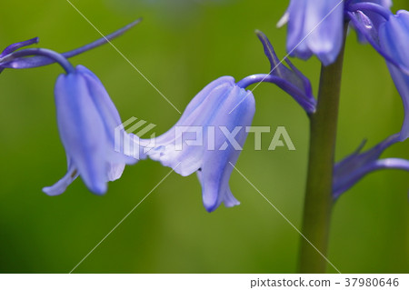 席勒風鈴 37980646