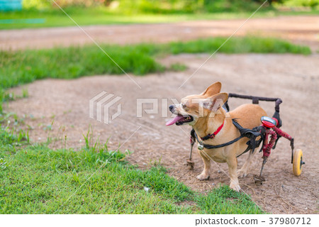 Cute little dog in wheelchair or cart walking 37980712