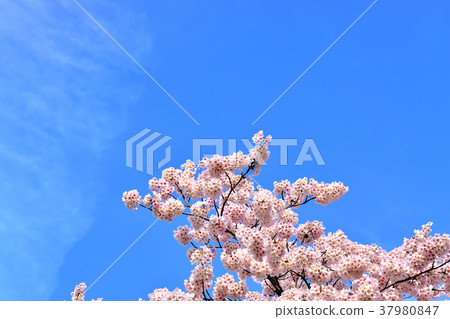 Negishi Forest Park where the blue sky and cherry blossoms are in full bloom 37980847