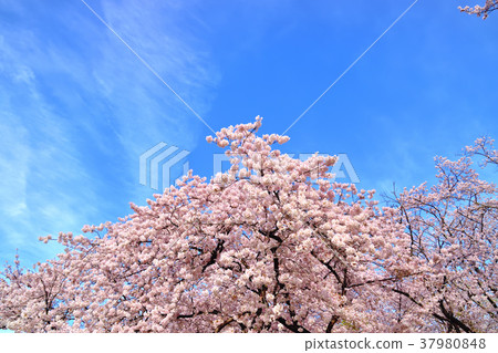 Negishi Forest Park where the blue sky and cherry blossoms are in full bloom 37980848