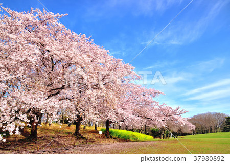 Negishi Forest Park where the blue sky and cherry blossoms are in full bloom Negishi Forest Park where the blue sky and cherry blossoms are in full bloom 37980892