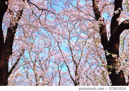 藍天和櫻花盛開的Negishi森林公園 藍天和櫻花盛開的Negishi森林公園 37981024