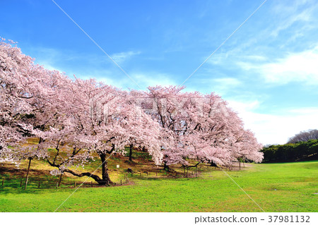 Negishi Forest Park where the blue sky and cherry blossoms are in full bloom Negishi Forest Park where the blue sky and cherry blossoms are in full bloom 37981132