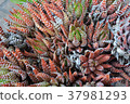 室內植物（Haortia） 37981293