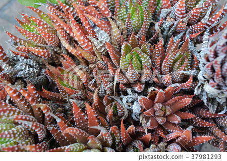 Houseplant (Haortia) 37981293