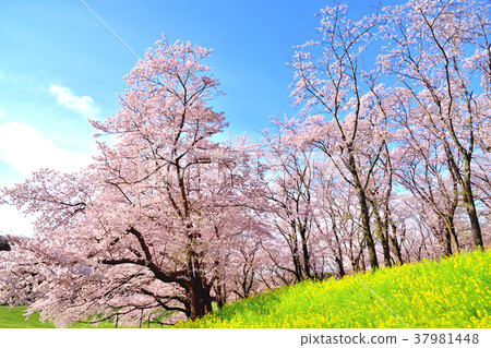 Negishi Forest Park where the blue sky and cherry blossoms are in full bloom Negishi Forest Park where the blue sky and cherry blossoms are in full bloom 37981448