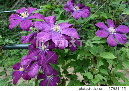 Early June summer Clematis with purple 37981455
