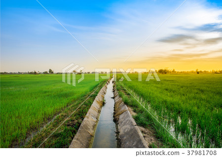 Meadow, Netherlands, Friesland - Netherlands Meadow, Netherlands, Friesland - Netherlands 37981708