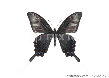 蝴蝶 蝴蝶 37982147