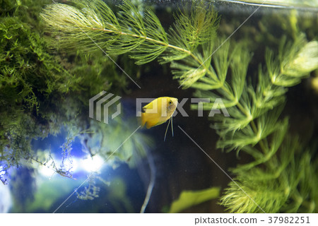 Golden Honey Dwarf Grammy (GHD) Golden Honey Dwarf Grammy (GHD) 37982251