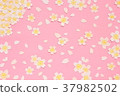 Cherry Blossoms   37982502