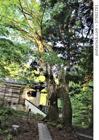 Maru Zelkova of Ogasawara Onsen, Ogiotamata Yakushido, Niigata Prefecture Maru Zelkova of Ogasawara Onsen, Ogiotamata Yakushido, Niigata Prefecture 37982701