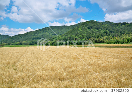 兩排大麥 37982800