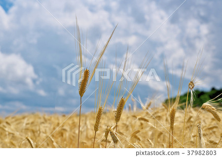 Two-row barley 37982803
