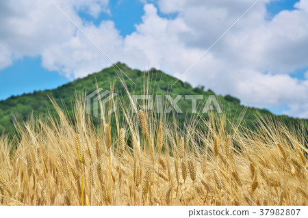 Two-row barley Two-row barley 37982807