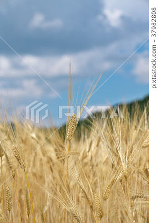 Two-row barley Two-row barley 37982808