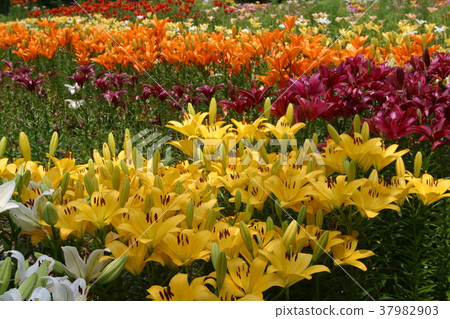 Lily circle 37982903