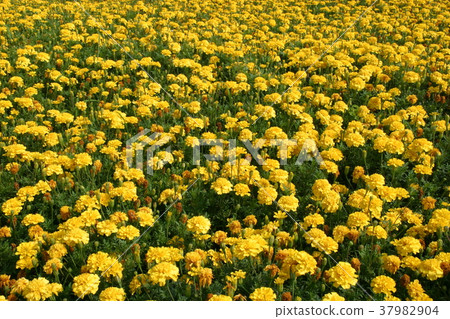 Yellow flower 37982904