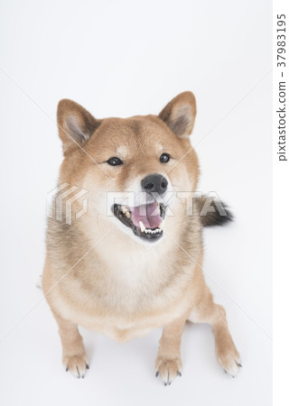 A white dog with a smile A white dog with a smile 37983195