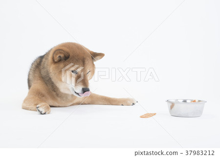 Shiba Inu putting out tongue before snack 37983212