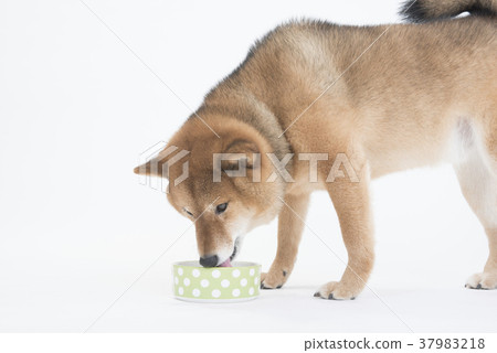 Shiba Inu drinking water, white background Shiba Inu drinking water, white background 37983218