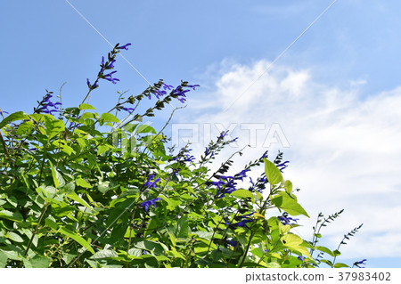 Salvia Guaranitica Salvia Guaranitica 37983402