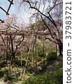 Japanese Garden Sakura Kyoto 37983721